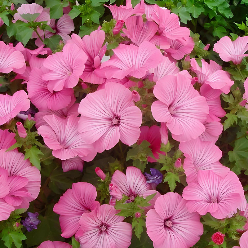 Rose Mallow Seeds - Mix Larger Packet High Germination 700-3500 Onsaleseeds