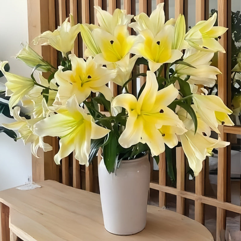 Lily Bulbs - Huang Tianba Double