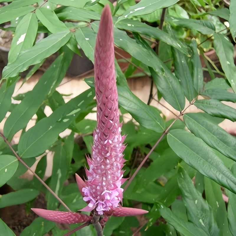 Timothy Seeds - Larger Packet High Germination 1/4-1/2LB Onsaleseeds