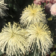 China Aster Seeds Yellow Dense Flower