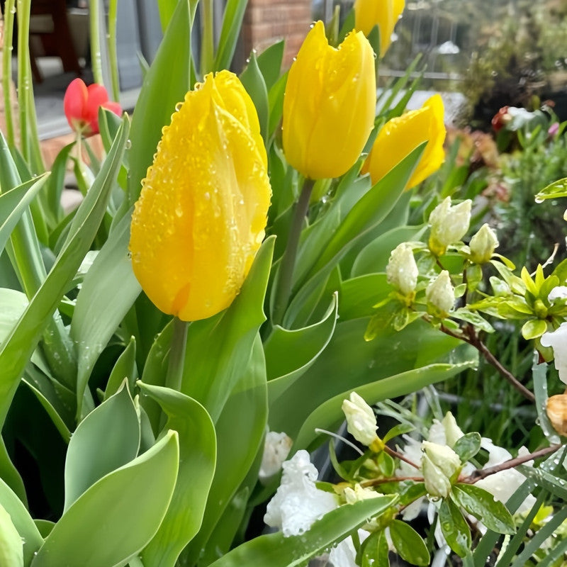 Tulip Bulbs - Pure Gold