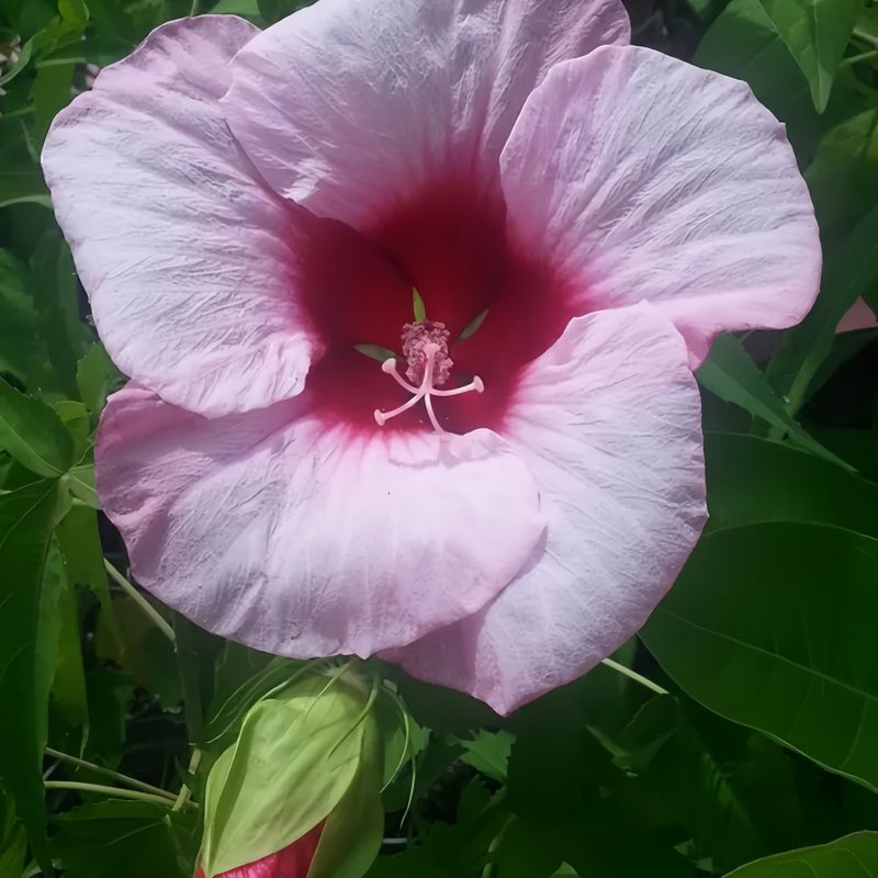 Abelmoschus Light Rose Pink Seeds up to 50%