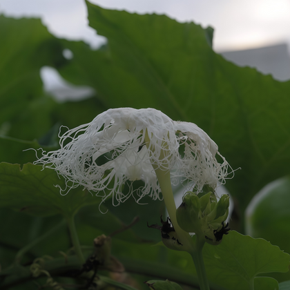Caper Bush Seeds - White
