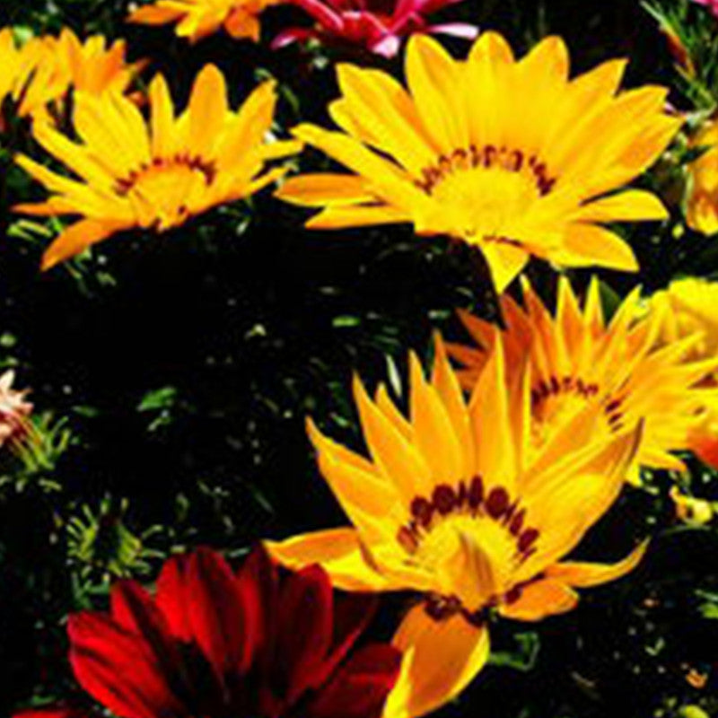 Gazania Rigens Seeds - Mix Larger Packet High Germination 800-4000 Onsaleseeds
