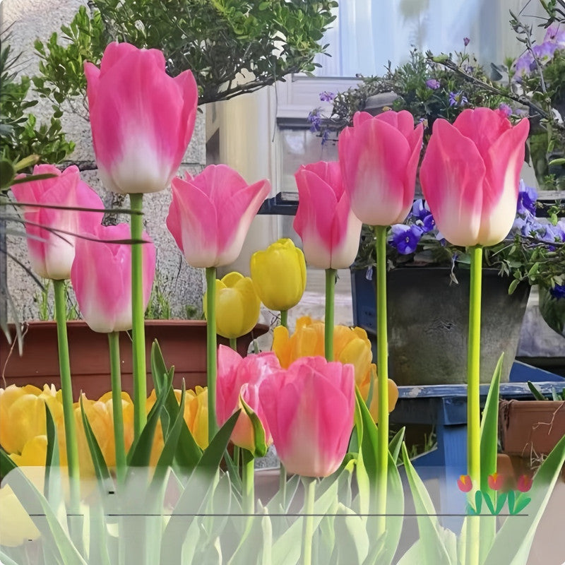 Tulip Bulbs - Dynasty