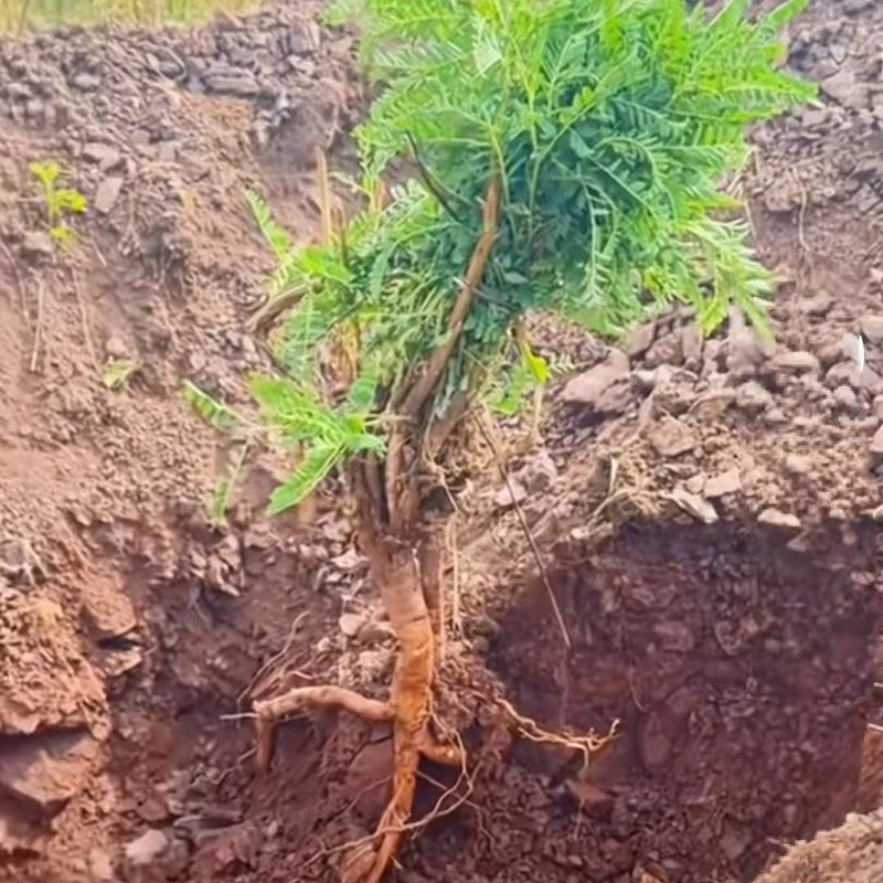 Astragalus Mongholicus Bunge Seeds - Larger Packet High Germination 250-1200 Onsaleseeds