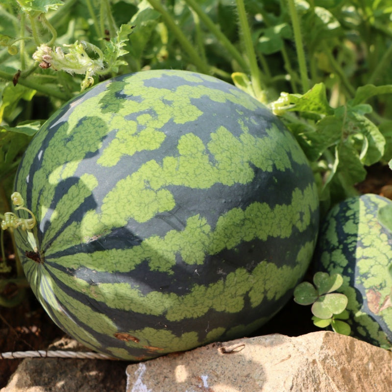 Watermelon Seeds Up to 50%