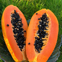 Red Lady Papaya Seeds