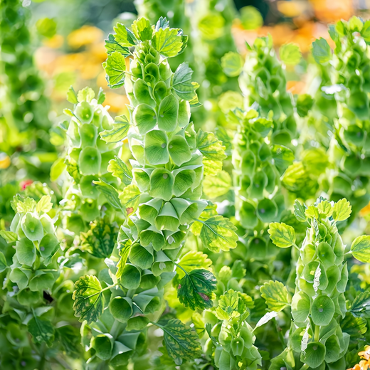 Bells of Ireland Seeds