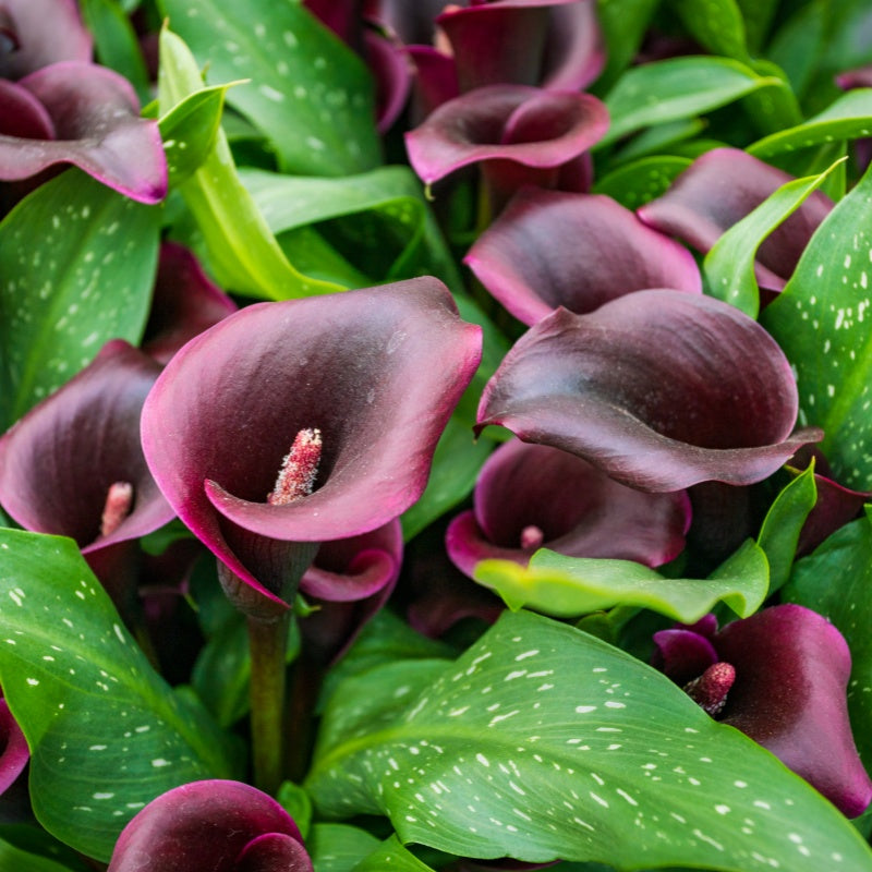 Calla Lily Seeds Up to 50%