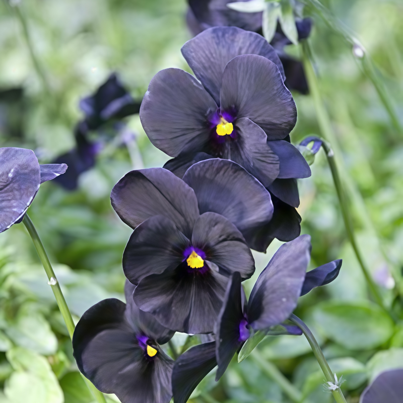 Viola Black Seeds up to 50%