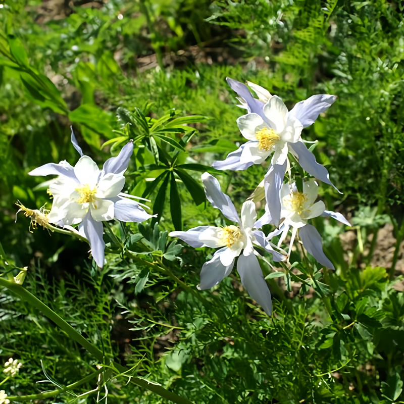 Aquilegia Seeds - Blue Larger Packet High Germination 2000-10000 Onsaleseeds