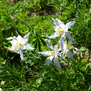 Blue Columbine Seeds