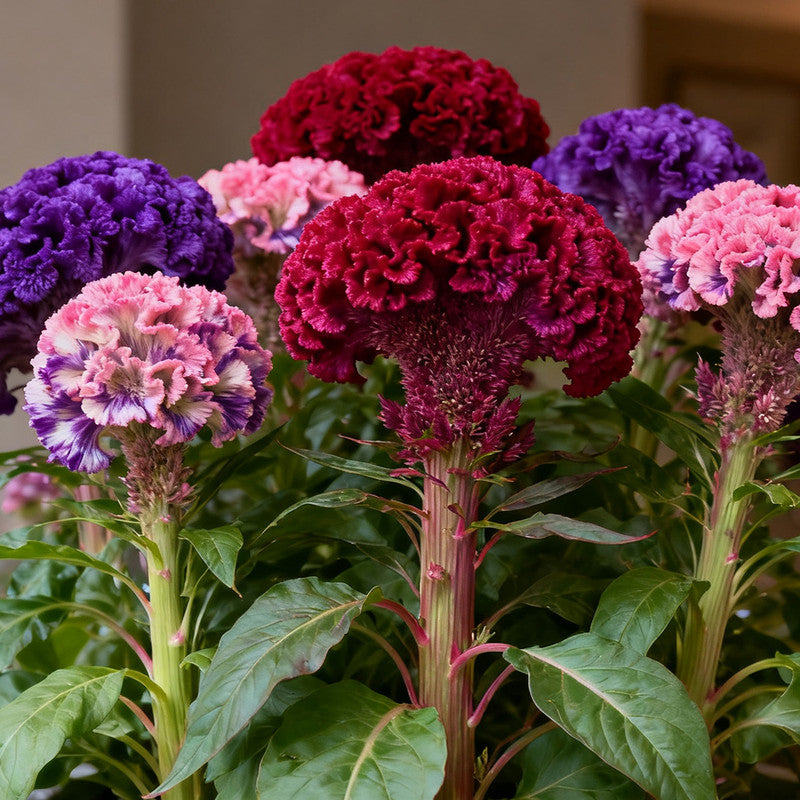 Celosia Cristata Seeds - Mix Larger Packet High Germination 1500-7500 Onsaleseeds