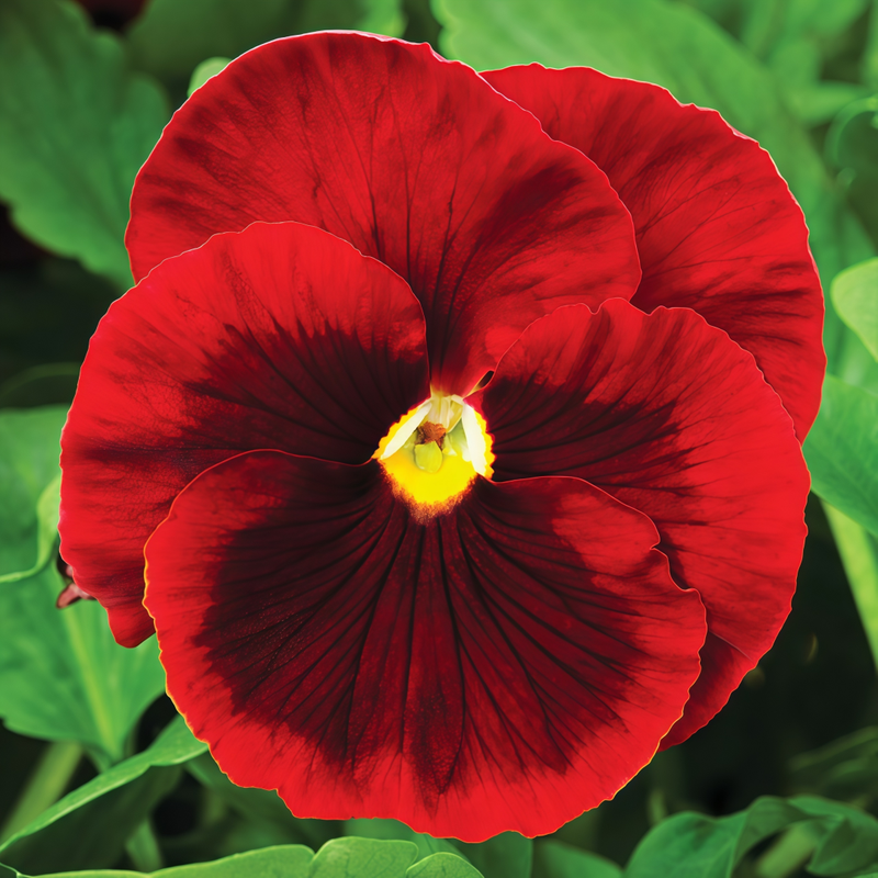 Viola Reddish Brown Seeds up to 50%