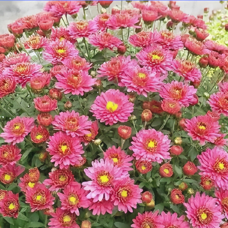 China Aster Seeds - Red