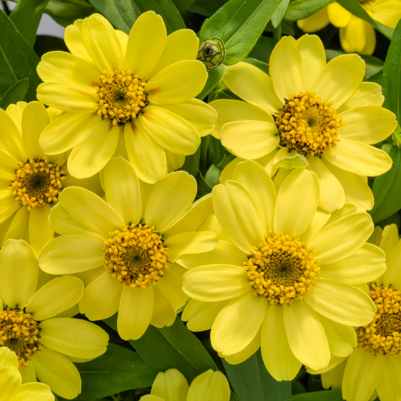 Zinnia Elegans Yellow Seeds up to 50%