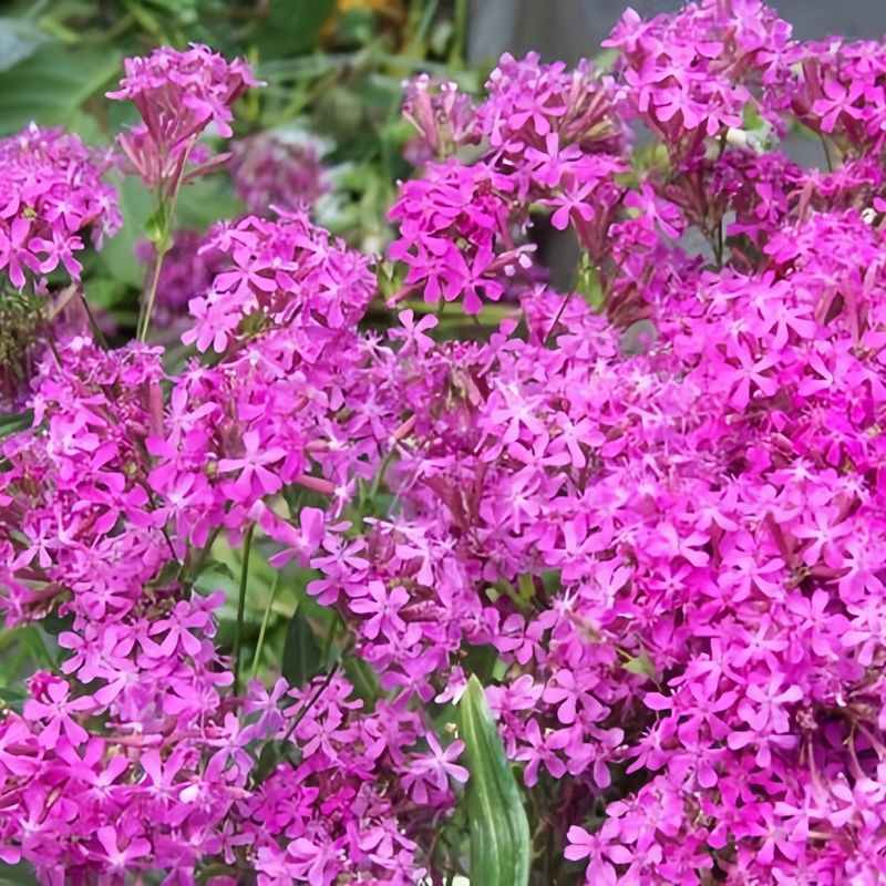 Catchfly Seeds - Purplish Red Larger Packet High Germination 4000-20000 Onsaleseeds