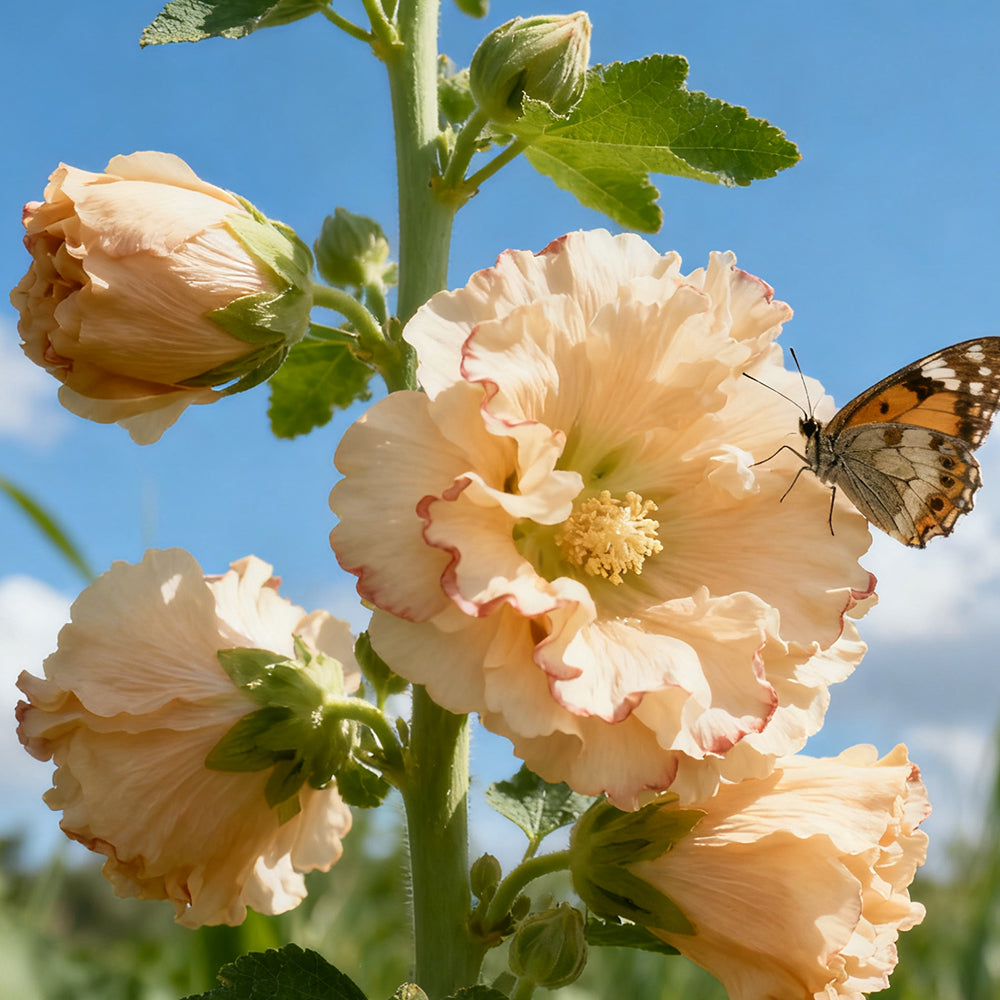 Hollyhock  Apricot Seeds up to 50% Large Pack · 1500-7500 Seeds