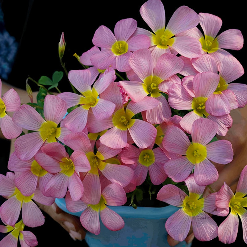 Oxalis Bulbs - Queen