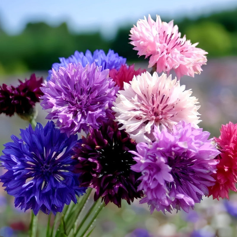 Cornflower / Bachelor Button Seeds - Double Petaled Mix Larger Packet High Germination 1000-5000 Onsaleseeds