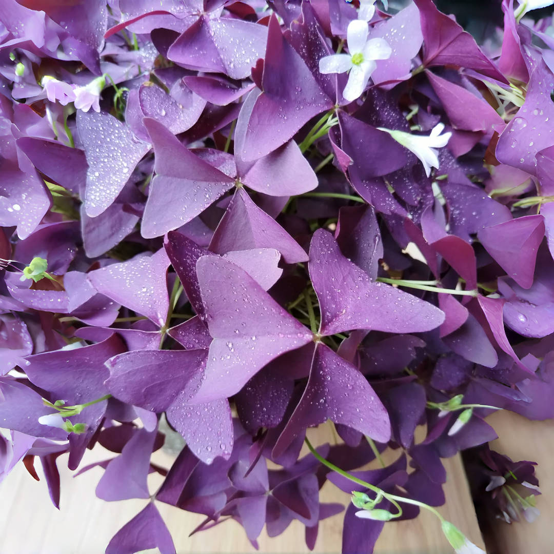 Purple Shamrock (Oxalis) – up to 50%