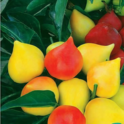 Peach Ornamental Pepper Seeds