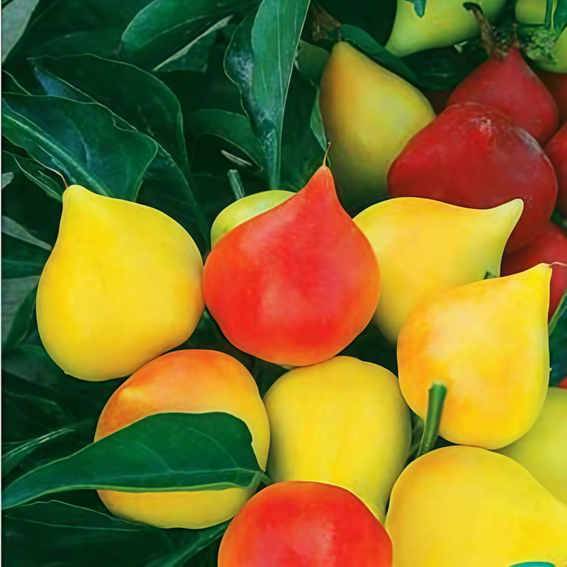 Capsicum Annuum Var. - Peach Larger Packet High Germination 600-3000 Onsaleseeds