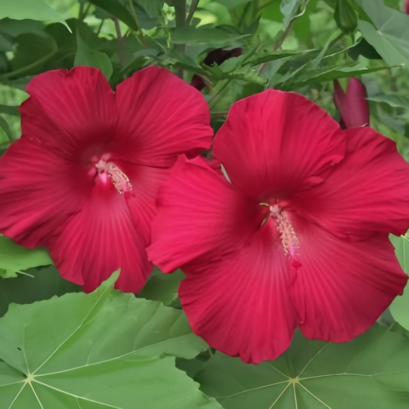 Abelmoschus Dark Rose Red Seeds up to 50%