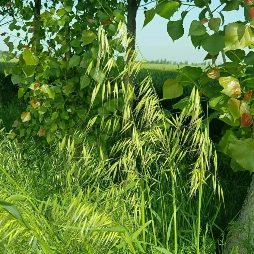 Oat Seeds