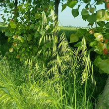 Oat Seeds