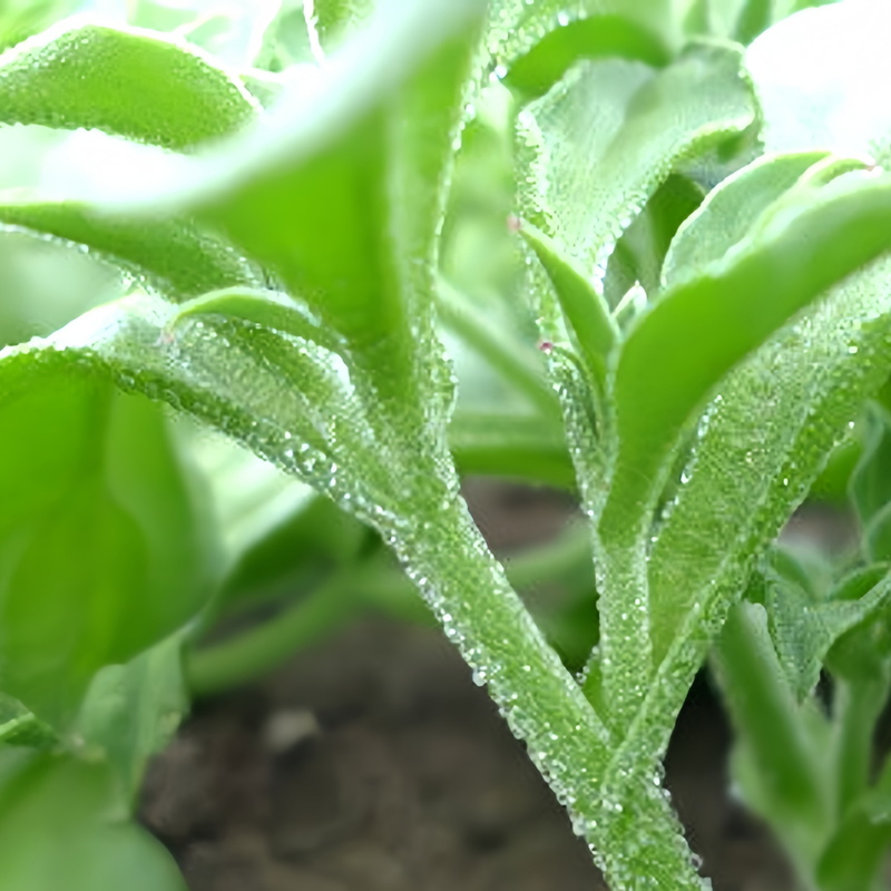 Mesembryanthemum Crystallinum L. - Larger Packet High Germination 3000-15000 Onsaleseeds