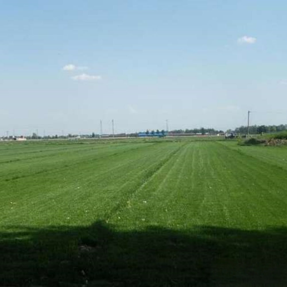 Midnight Seeds - Larger Packet High Germination 1/4-1/2LB Onsaleseeds