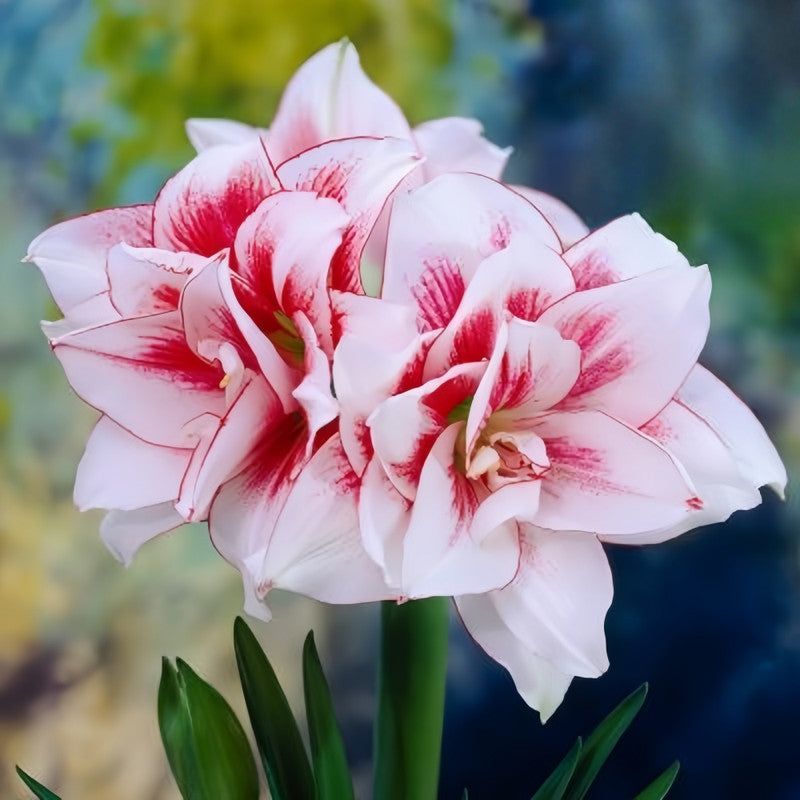 Amaryllis Bulbs - Sprite