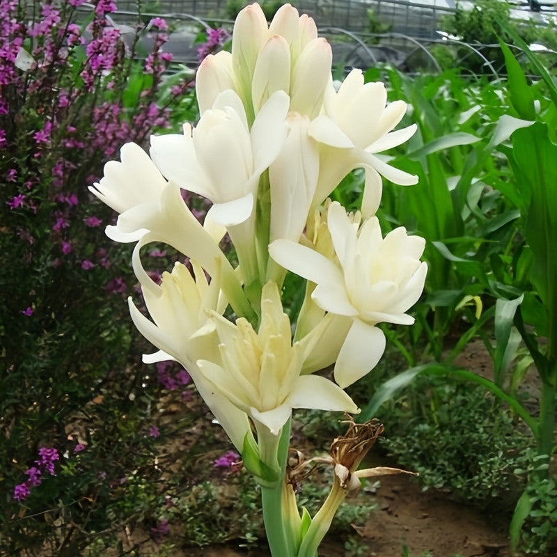 Tuberose