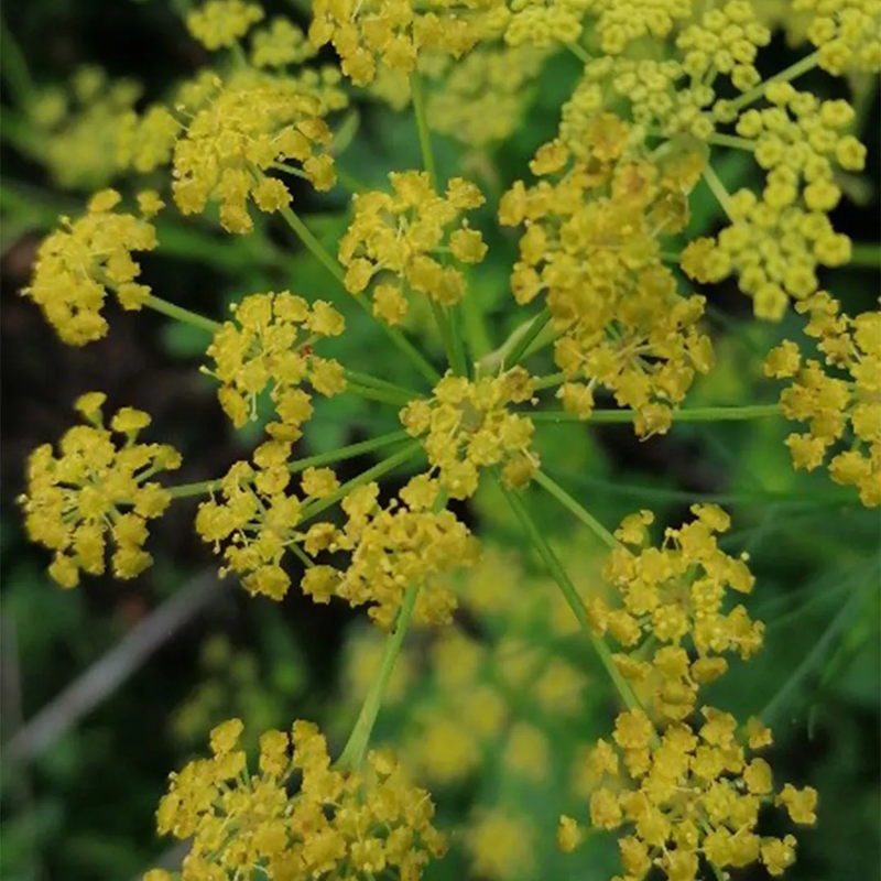 Anethum Graveolens L. Seeds - Larger Packet High Germination 3600-18000 Onsaleseeds