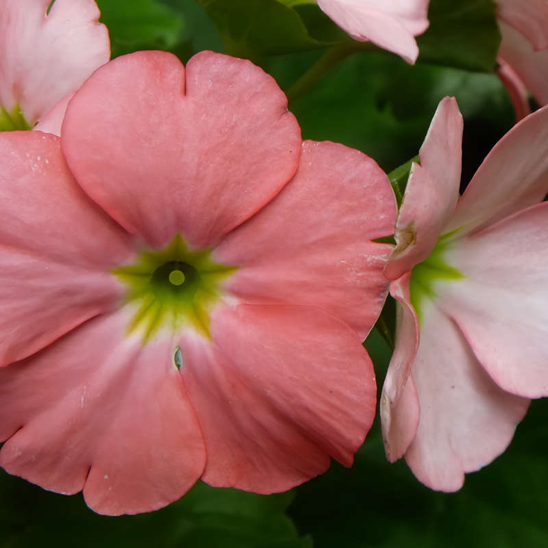 Petunia Hybrida Seeds - Large Pollen Red Larger Packet High Germination 360-1800 Onsaleseeds