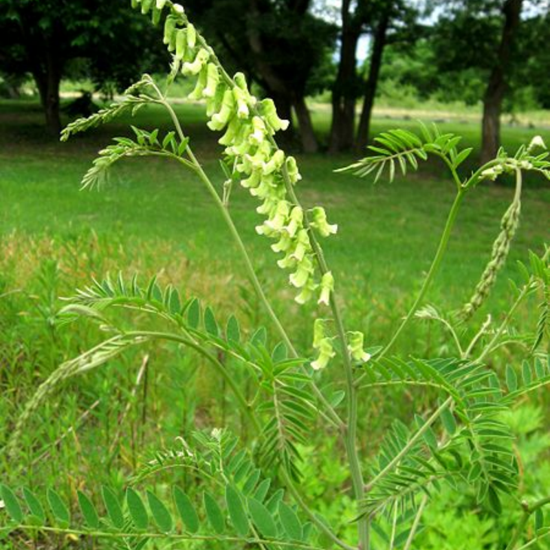 Sophora Flavescens Seeds - Larger Packet High Germination 2000-10000 Onsaleseeds