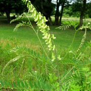 Sophora Flavescens Seeds