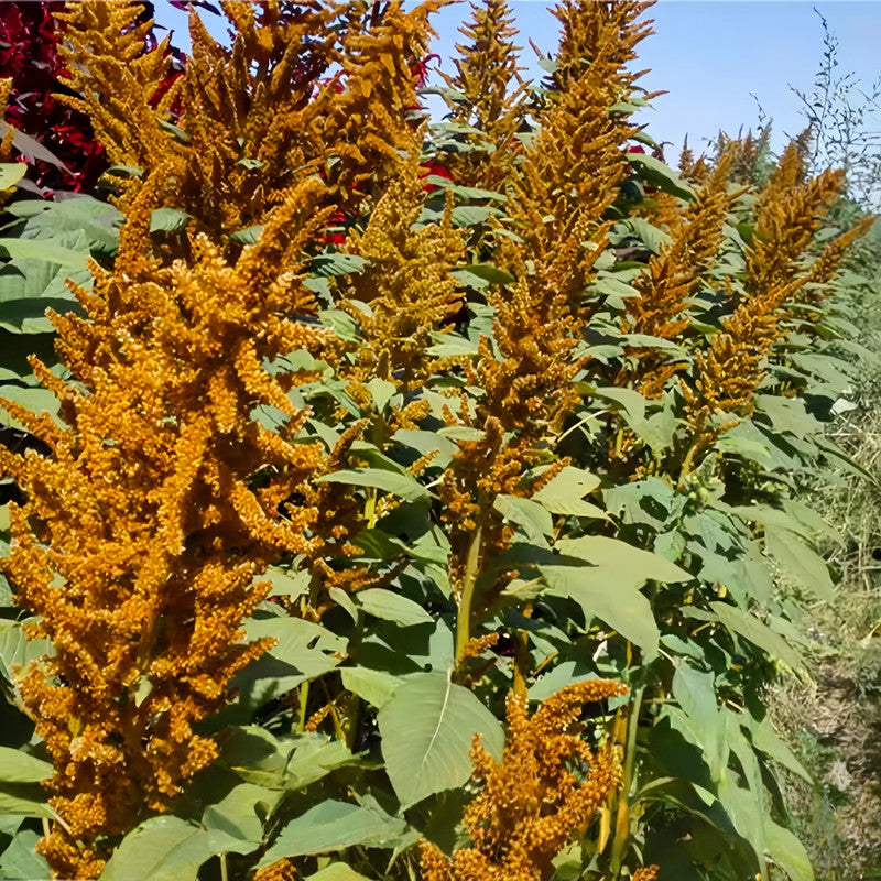 Amaranthus Caudatus Seeds - Green Leaves And Yellow Flowers Larger Packet High Germination 4000-20000 Onsaleseeds