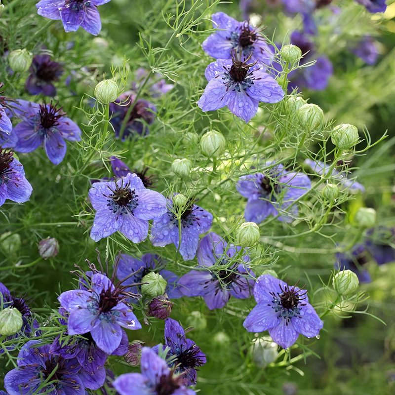 Love In A Mist Seeds - Blue Larger Packet High Germination 4000-20000 Onsaleseeds