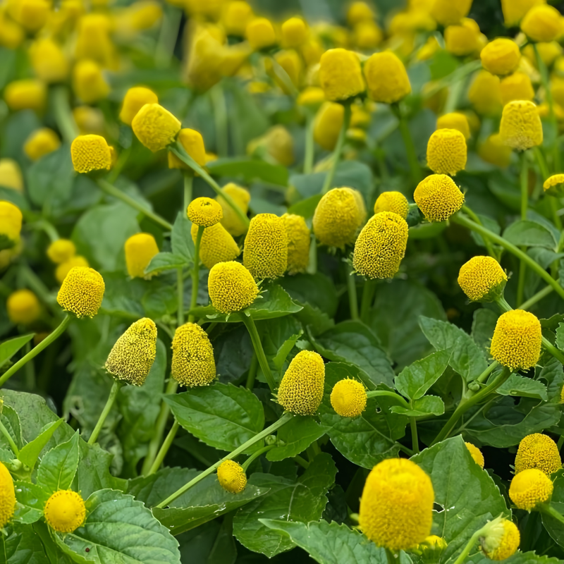 Acmella Oleracea Yellow Seeds up to 50% Large Pack · 900-4500 Seeds
