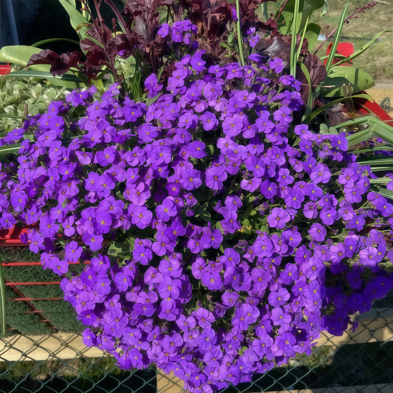 Viola Seeds - Blue Little Flower Larger Packet High Germination 800-3800 Onsaleseeds