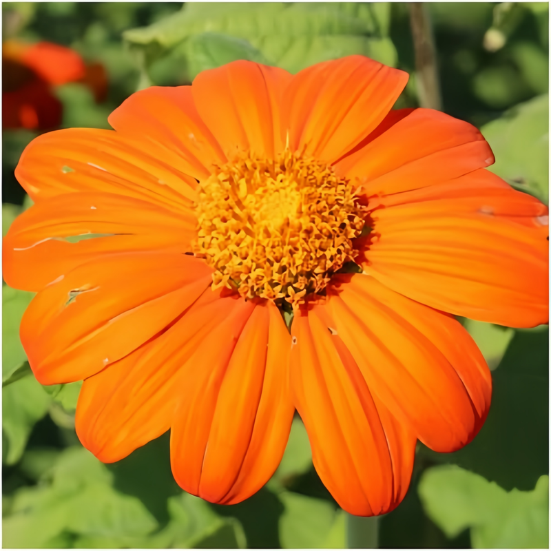 Zinnia Elegans Seeds - Orange Abundant High Germination  Onsaleseeds