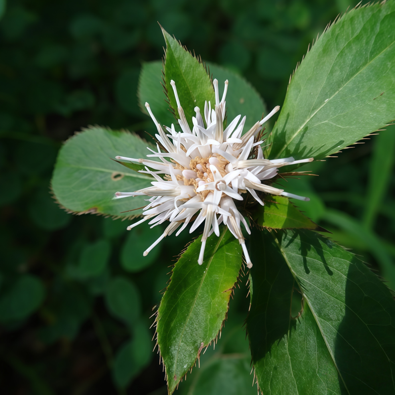 A.Chinensis (DC.)Koidz Seeds - Larger Packet High Germination 600-3000 Onsaleseeds