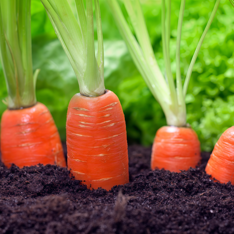 Daucus Carrot - Larger Packet High Germination 6000-30000 Onsaleseeds