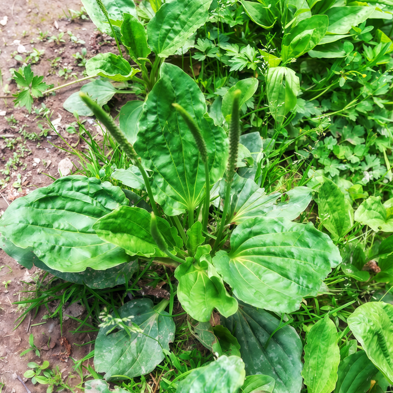 Asian Plantain Seeds