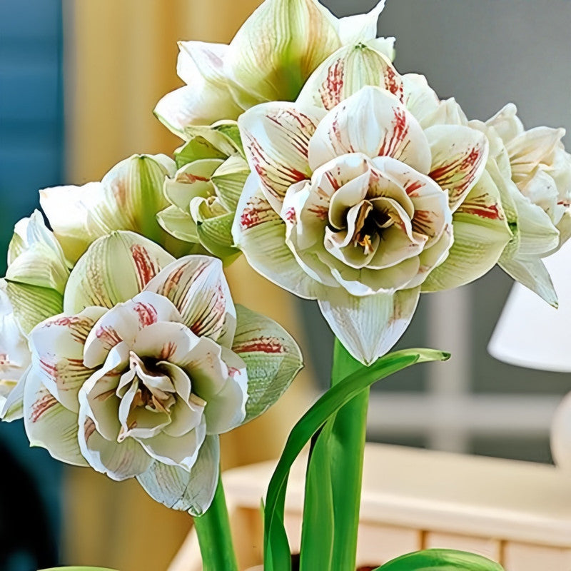 Amaryllis Bulbs - Fairy