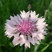 Cornflower Seeds - Pink Red