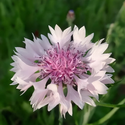Cornflower Seeds - Pink Red